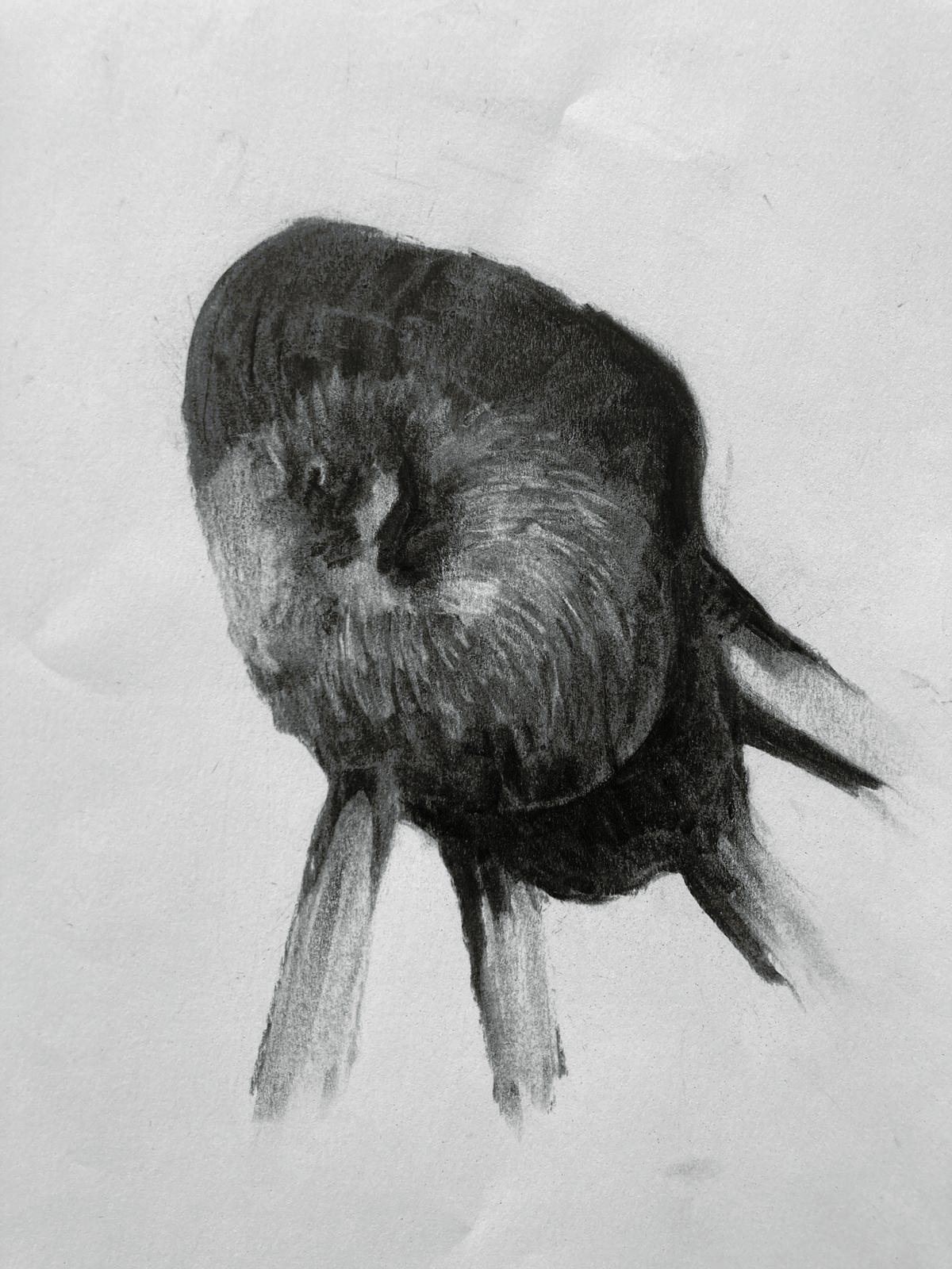 BUKBLAD 11 Jan Timmers