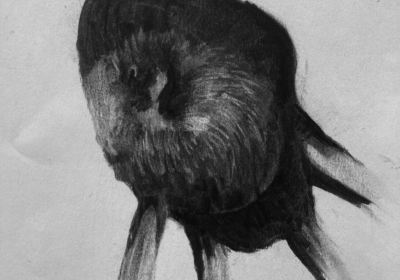 Diamantduifjes gillen niet