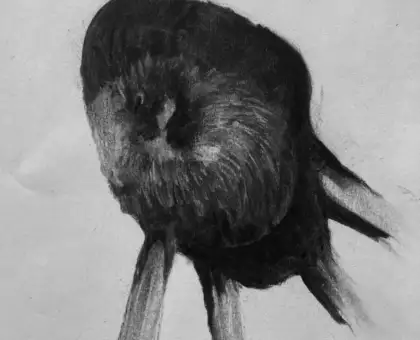 Diamantduifjes gillen niet